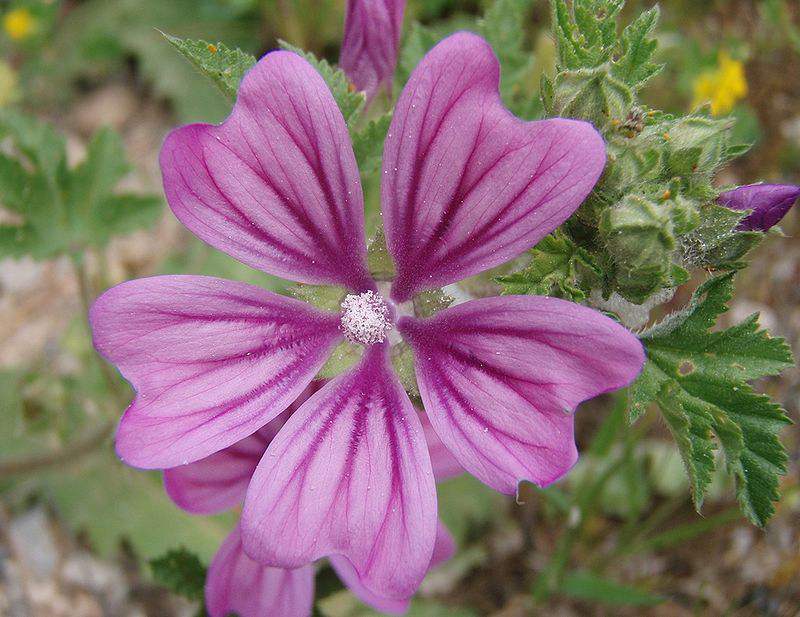 Flower-of-Common-Mallow