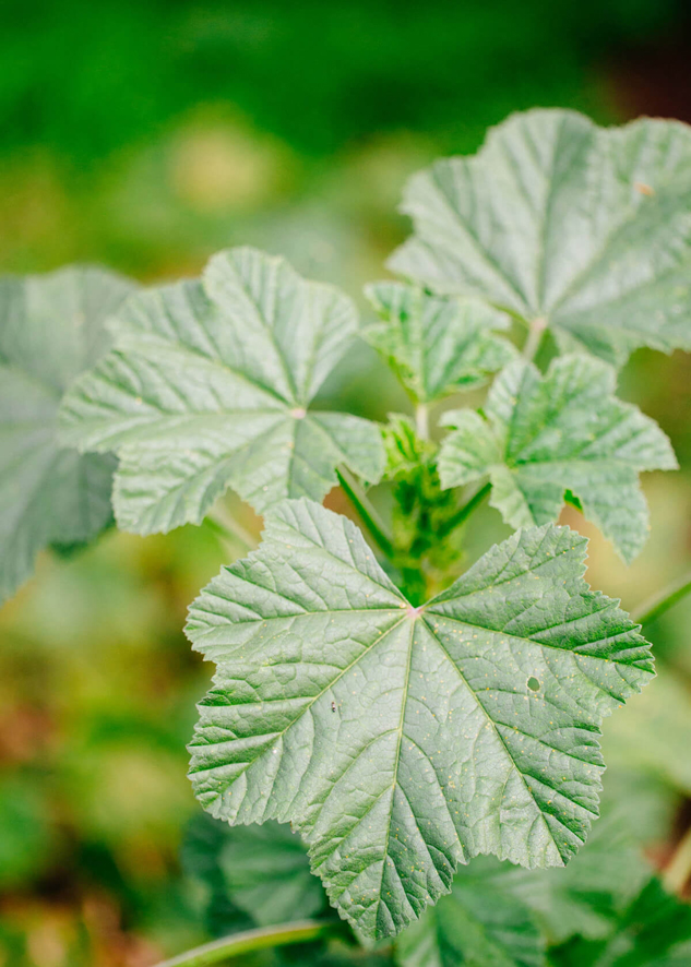 Leaves-of-Common-Mallow