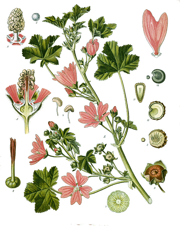Plant-Illustration-of-Common-Mallow