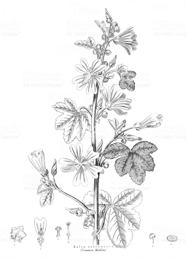 Sketch-of-Common-Mallow