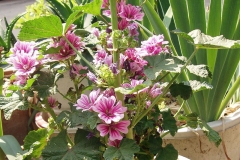 Common-Mallow-Plant-growing-on-the-pot