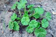 Common-Mallow-Plant