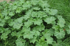 Common-Mallow-growing-wild