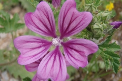 Flower-of-Common-Mallow