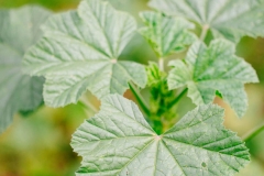 Leaves-of-Common-Mallow