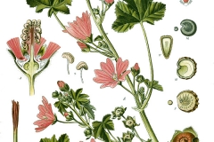 Plant-Illustration-of-Common-Mallow