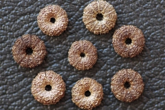 Ripe-Nutlets-of-Common-Mallow