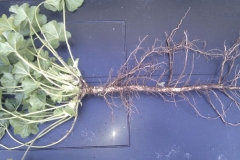 Root-of-Common-Mallow