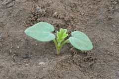 Saplings-of-Common-Mallow