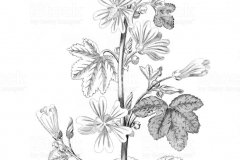 Sketch-of-Common-Mallow