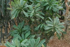 Common-milk-hedge-plant-growing-wild
