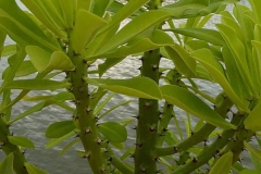Common-milk-hedge-plant