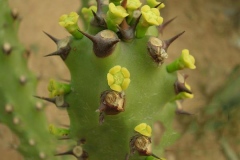 Flowers-of-Common-milk-hedge