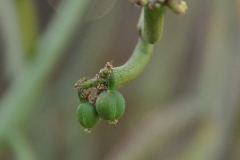 Fruit-of-Common-milk-hedge-plant