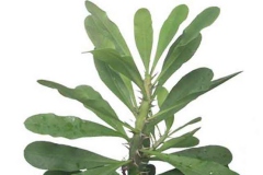 Leaves-of-Common-Milk-Hedge