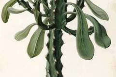 Plant-Illustration-of-Common-milk-hedge