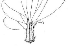 Sketch-of-Common-milk-hedge