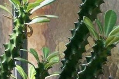 Thorns-of-Common-milk-hedge