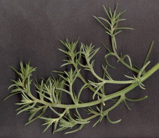 Leaves-of-Common-saltwort