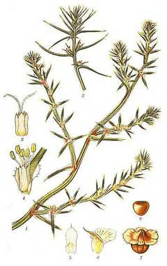 Plant-illustration-of-Common-saltwort
