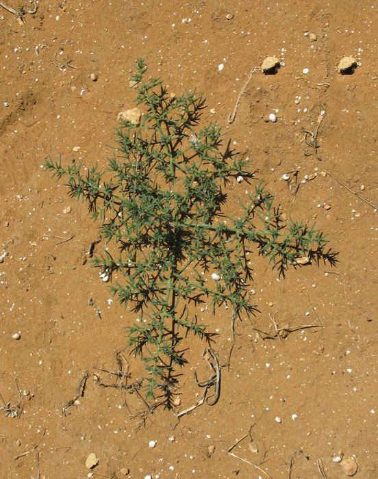 Single-Common-saltwort-plant