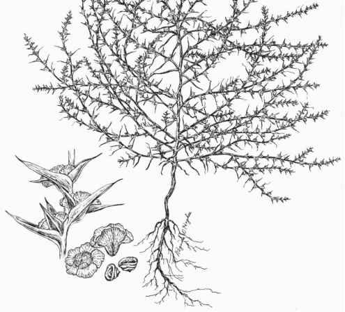 Sketch-of-Common-saltwort