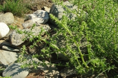 Common-saltwort-growing-wild