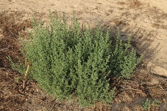 Common-saltwort-plant