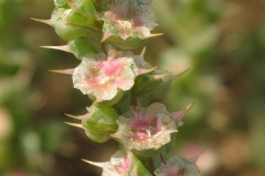 Flowers-of-Common-saltwort