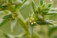 Inflorescence-leaves-of-Common-saltwort