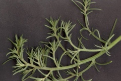 Leaves-of-Common-saltwort