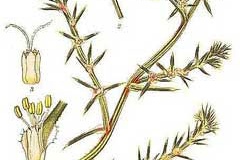 Plant-illustration-of-Common-saltwort
