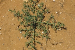 Single-Common-saltwort-plant