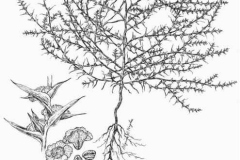 Sketch-of-Common-saltwort