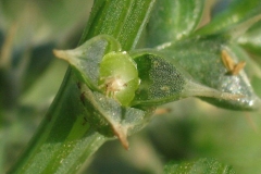 Stem-of-Common-saltwort