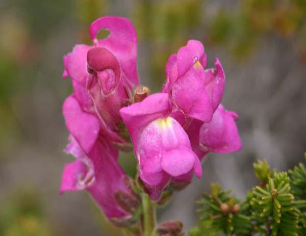 Closer-view-of-flower-of-Common-Snapdragon