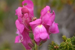 Closer-view-of-flower-of-Common-Snapdragon