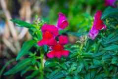 Common-Snapdragon-Flower