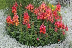 Common-Snapdragon-Plant
