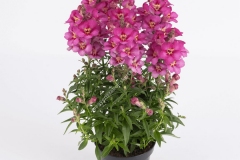 Common-Snapdragon-grown-on-pot