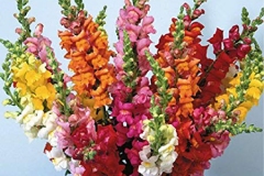 Different-varieties-of-Common-Snapdragon