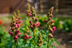 Flowering-buds-of-Common-Snapdragon