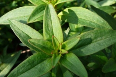 Leaves-of-Common-Snapdragon