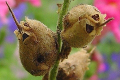 Mature-Seed-pods-of-Common-Snapdragon