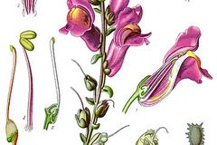 Plant-Illustration-of-Common-Snapdragon