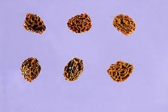 Seeds-of-Common-Snapdragon