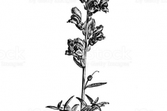 Sketch-of-Common-Snapdragon