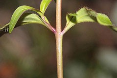 Stem-of-Common-Snapdragon