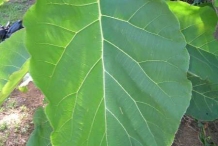 Closer-view-of-leaf-of-Common-teak
