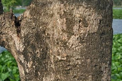 Bark-of-Teak-tree